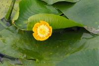 Nuphar lutea