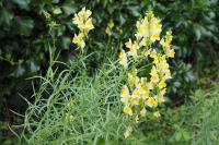 Linaria vulgaris