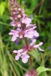 Stachys palustris