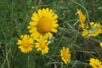 Cota tinctoria