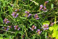 Prunella vulgaris