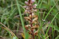 Orobanche amethystea