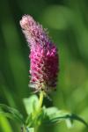 Trifolium rubens