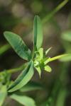 Trifolium rubens