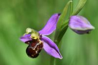 Ophrys apifera