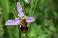 Ophrys apifera