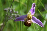 Ophrys apifera