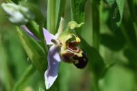 Ophrys apifera