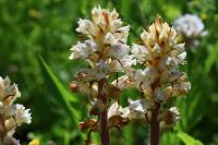 Orobanche picridis-hieracioidis