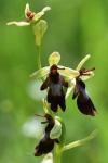 Ophrys insectifera