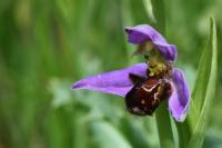 Ophrys apifera