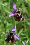 Ophrys holosericea