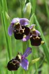 Ophrys holosericea