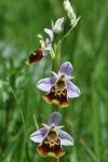 Ophrys holosericea