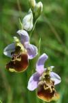 Ophrys holosericea