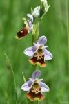 Ophrys holosericea