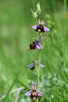 Ophrys holosericea