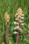 Orobanche picridis-hieracioidis