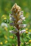 Orobanche picridis-hieracioidis