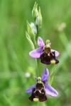 Ophrys holosericea