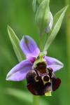 Ophrys holosericea