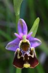 Ophrys holosericea