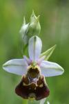 Ophrys holosericea