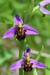 Ophrys apifera