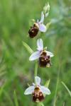 Ophrys holosericea
