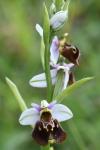 Ophrys holosericea