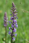 Gymnadenia conopsea