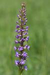 Gymnadenia conopsea