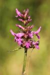 Betonica officinalis