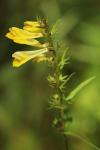Melampyrum pratense