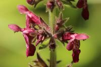 Stachys sylvatica
