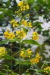 Lysimachia vulgaris