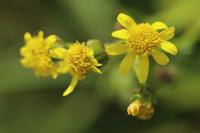 Senecio inaequidens