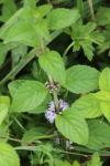 Mentha arvensis