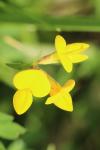 Lotus corniculatus