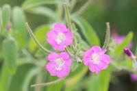 Epilobium hirsutum