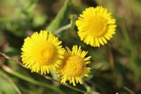Pulicaria dysenterica