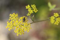 Pastinaca sativa