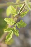 Pastinaca sativa