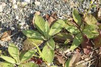 Verbascum lychnitis