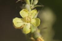 Verbascum lychnitis