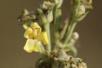 Verbascum lychnitis