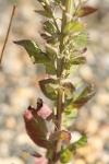 Verbascum lychnitis