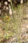 Verbascum lychnitis