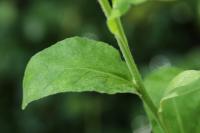 Verbascum densiflorum