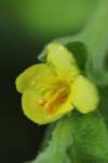 Verbascum densiflorum